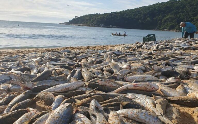 Pesca da Tainha em SC está proibida, por vingança de Lula