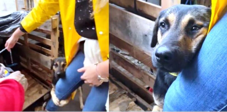 Cachorro abraça voluntária catarinense após resgate em Canoas/RS