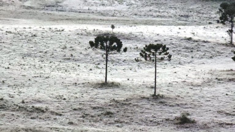 Geada cobre de branco a Serra Catarinense nesta terça-feira