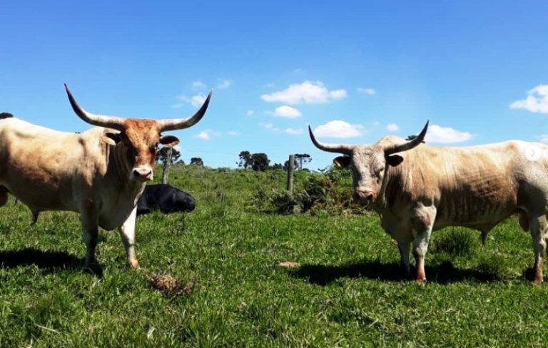 Gado Crioulo Lageano é símbolo histórico e cultural