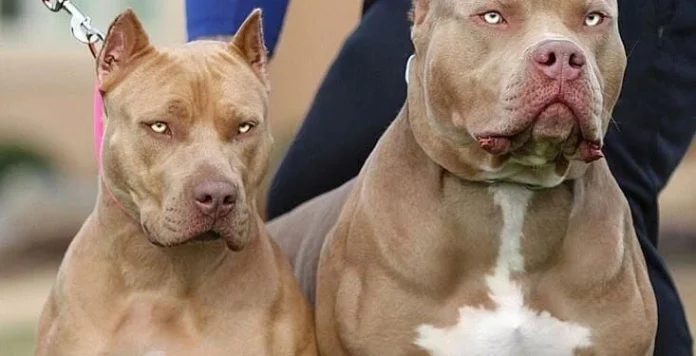Pitbulls 2