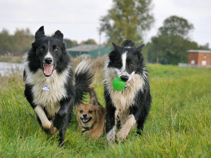 happy-dogs-5345491_1280
