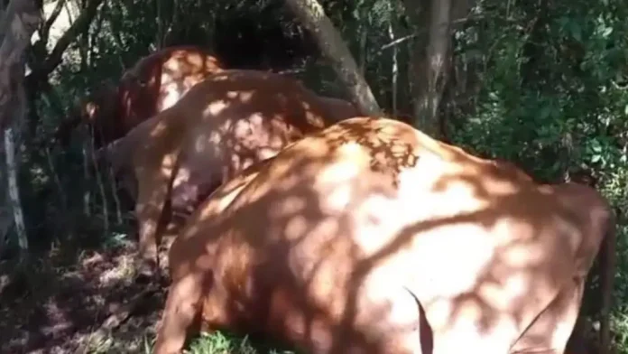animais mortos urupema