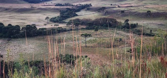 Geada-Foto-Wagner-Urbano-NotiserraSC-NDTV-9-1024x478