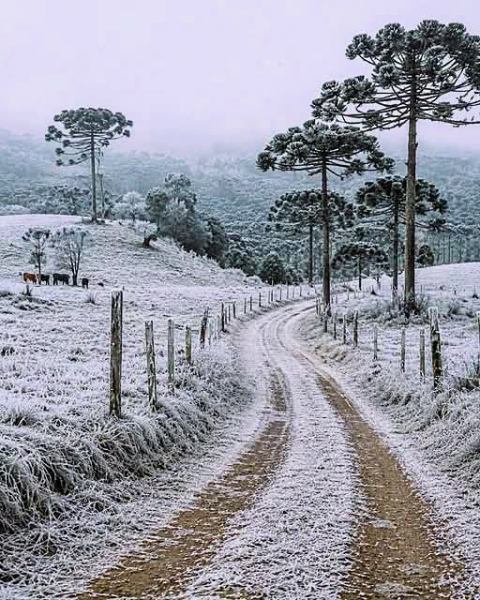 quem gosta de frio é pinguim