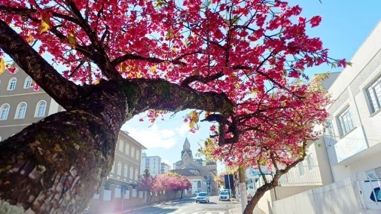 Espetáculo da Florada das Cerejeiras da Frei Grabriel na TV