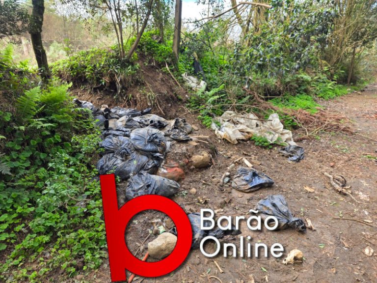 Cães mortos são descartados dentro de sacos de lixo em Lages