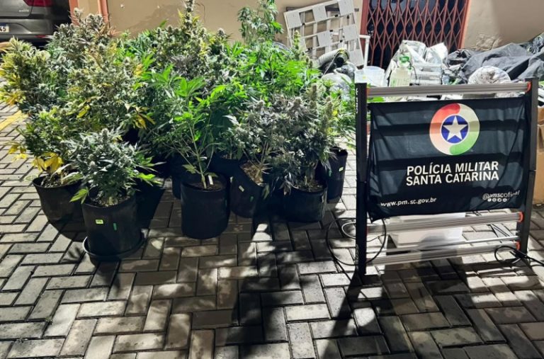 Muita grana e produção sofisticada de maconha em dois endereços em Lages