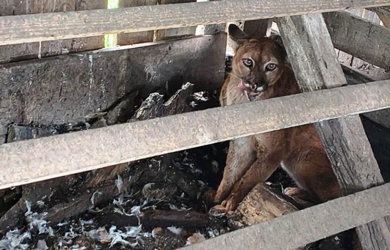 Leão-Baio é resgatado em propriedade no interior de Bom Retiro