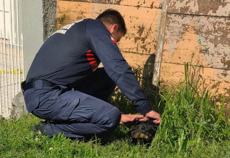 Cãozinho permanece no local após incêndio que destruiu residência em Lages